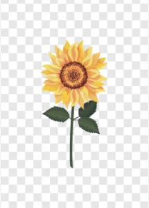 a sunflower with leaves png