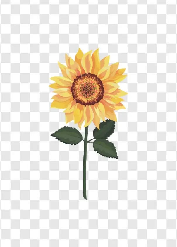 a sunflower with leaves png