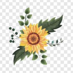 beautiful sunflower drawing png