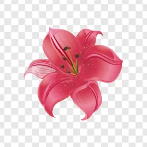 lily flower png