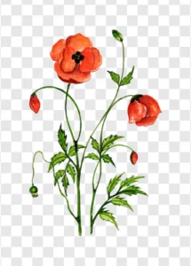 red rose flower png