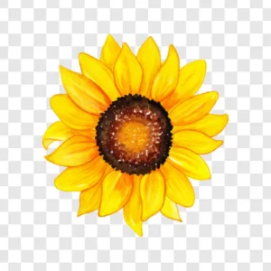 sunflower png