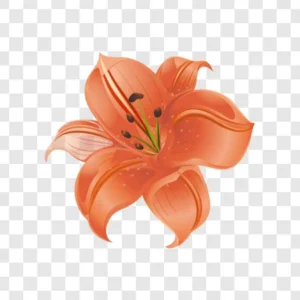 tiger lily png transparent