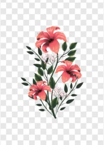 tropical hibiscus floral png