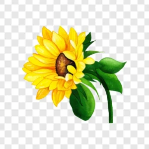 yellow sunflower art png