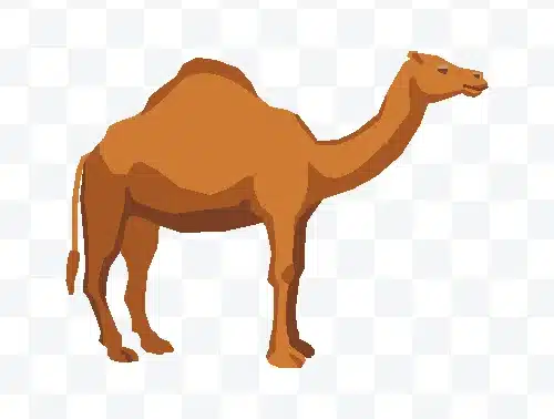 camel vector illustration free download