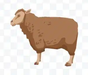 sheep vector illustration free download