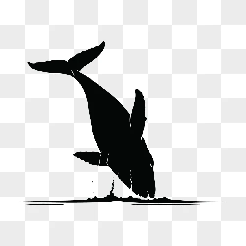 silhouette of a humpback whale breaching the ocean surface