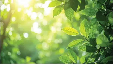 sunlight filtering through vibrant green leaves in a serene forest