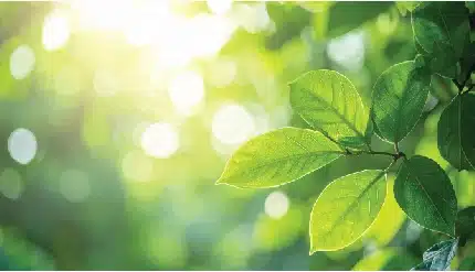 sunlight filtering through vibrant green leaves with a soft bokeh background