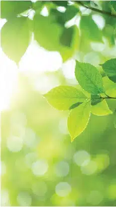 sunlight filtering through vibrant green leaves with soft bokeh