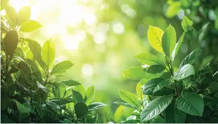 vibrant green leaves bathed in golden sunlight