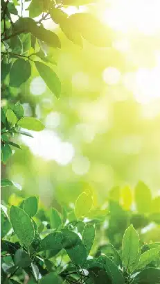 vibrant green leaves bathed in sunlight
