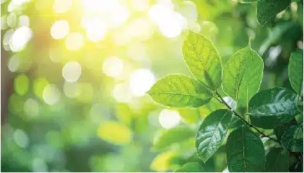 vibrant green leaves with soft sunlight bokeh background