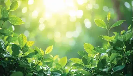vibrant green leaves with soft sunlight and bokeh