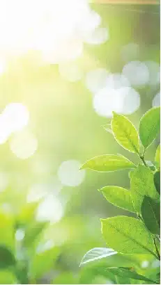 vibrant green leaves with sunlight and bokeh