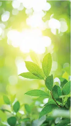 vibrant green leaves bathed in soft sunlight with a beautiful bokeh background