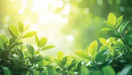 vibrant green leaves bathed in warm sunlight