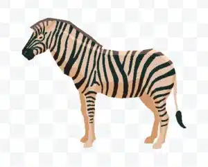zebra vector illustration free download