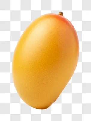 a single ripe yellow mango fruit isolated on a white background