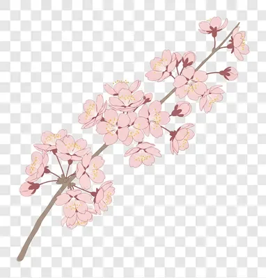 delicate pink cherry blossom branch illustration