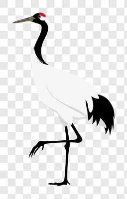 redcrowned crane standing on one leg isolated on white background