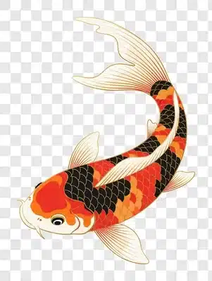 vibrant koi fish illustration with orange black and white scales