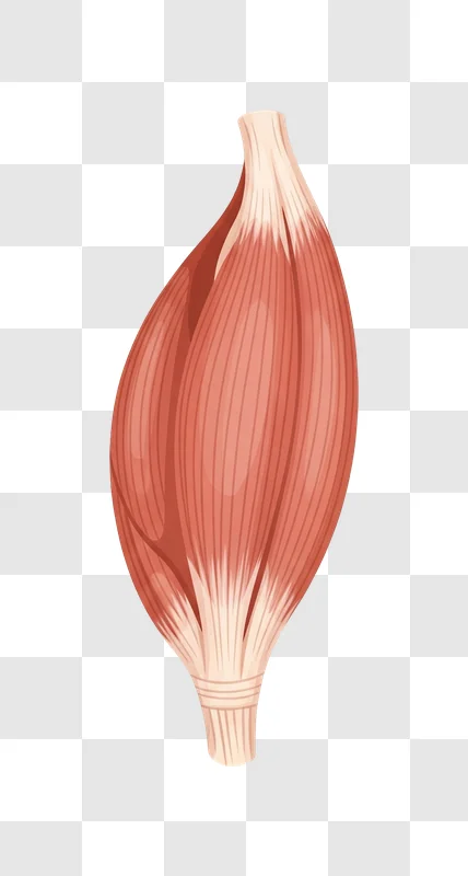 anatomical illustration of a human muscle with visible fibers and tendons edited