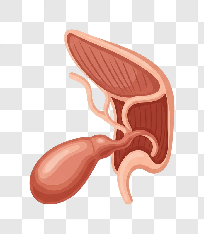 anatomical illustration of the human gallbladder and bile ducts edited