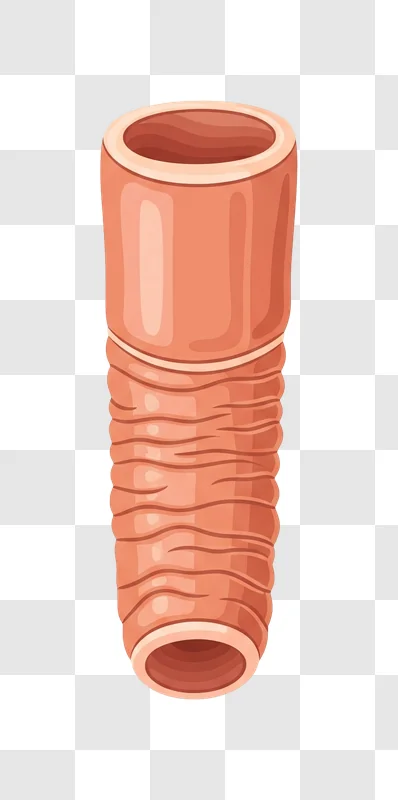 anatomical illustration of the human intestine edited