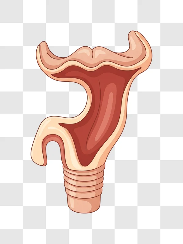 anatomical illustration of the human larynx and trachea edited