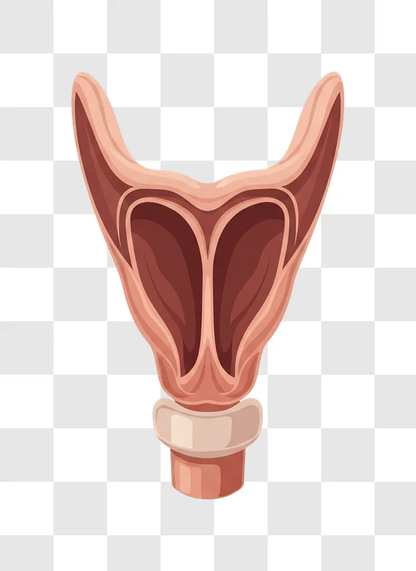 anatomical illustration of the human larynx and vocal cords edited