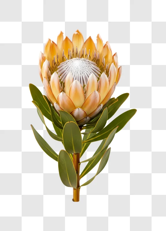 beautiful protea flower with green leaves isolated edited