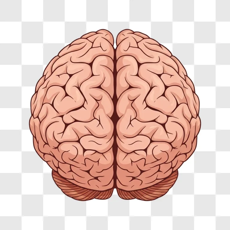 human brain anatomy top view illustration edited