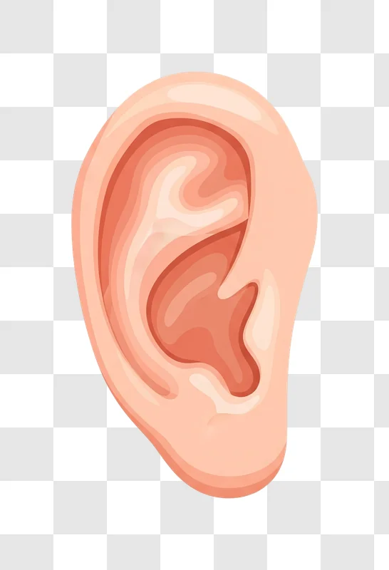 human ear anatomy detailed illustration edited