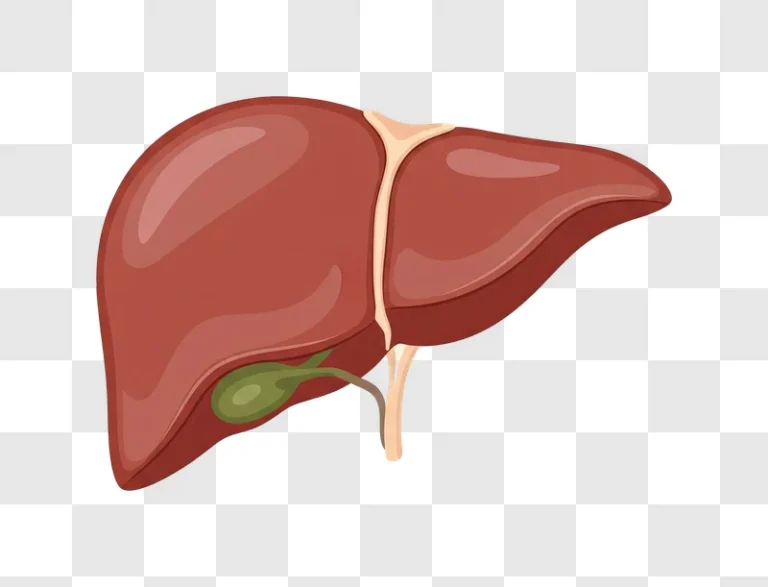 human liver anatomy and gallbladder medical illustration edited
