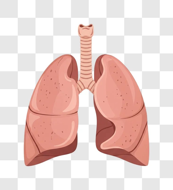 human lungs anatomy medical illustration edited