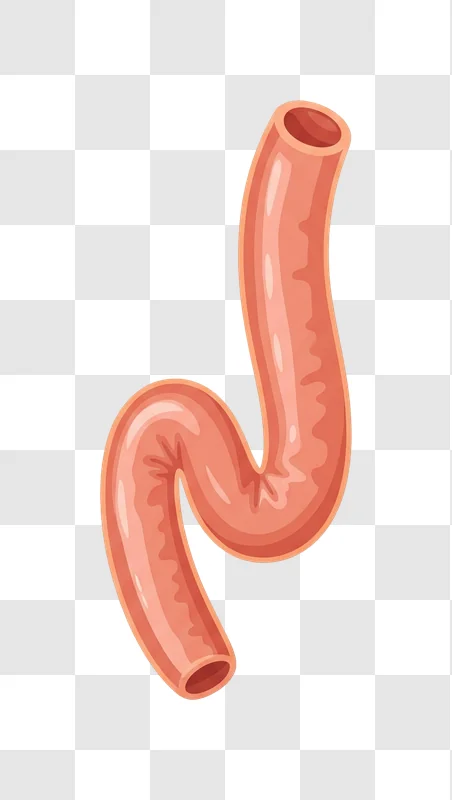 illustration of a segment of the small intestine edited