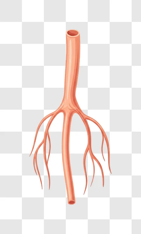 illustration of branching blood vessels or arteries edited
