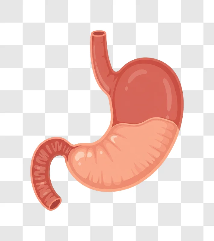 illustration of the human stomach anatomy and digestive system edited