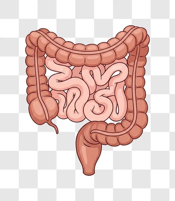 illustration of the human digestive system intestines and colon edited