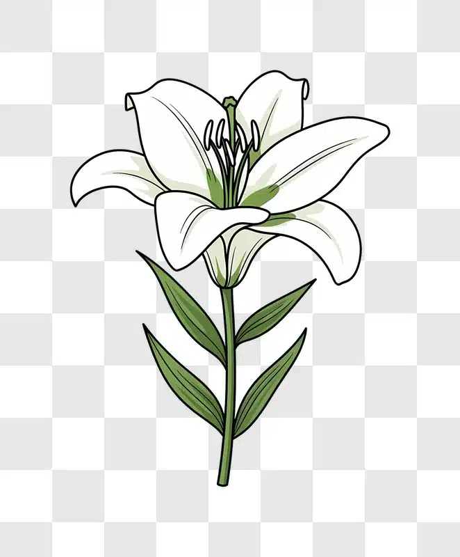 cartoon style white lily flower isolated edited