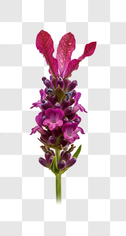 close up vibrant purple flower with drops edited