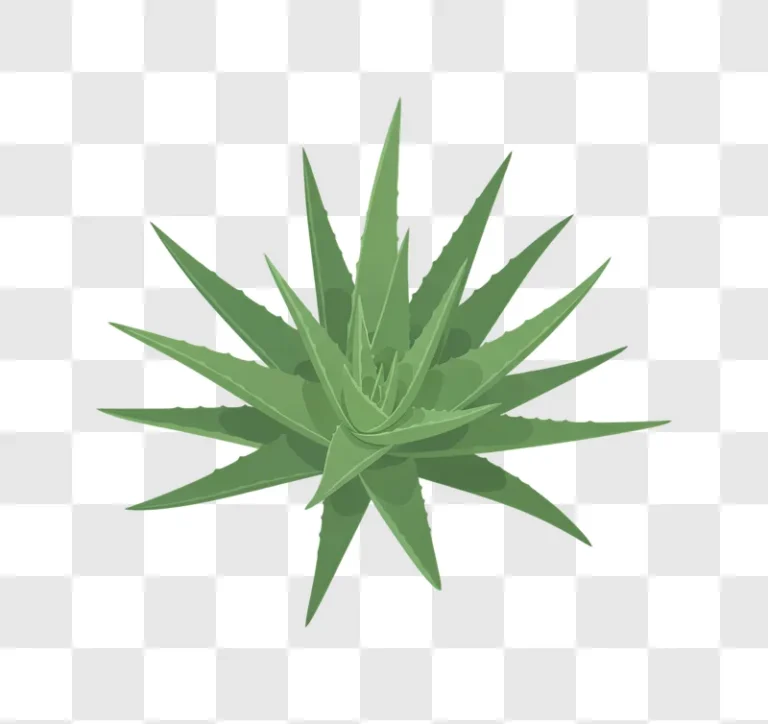 flat design aloe vera plant top down isolated edited