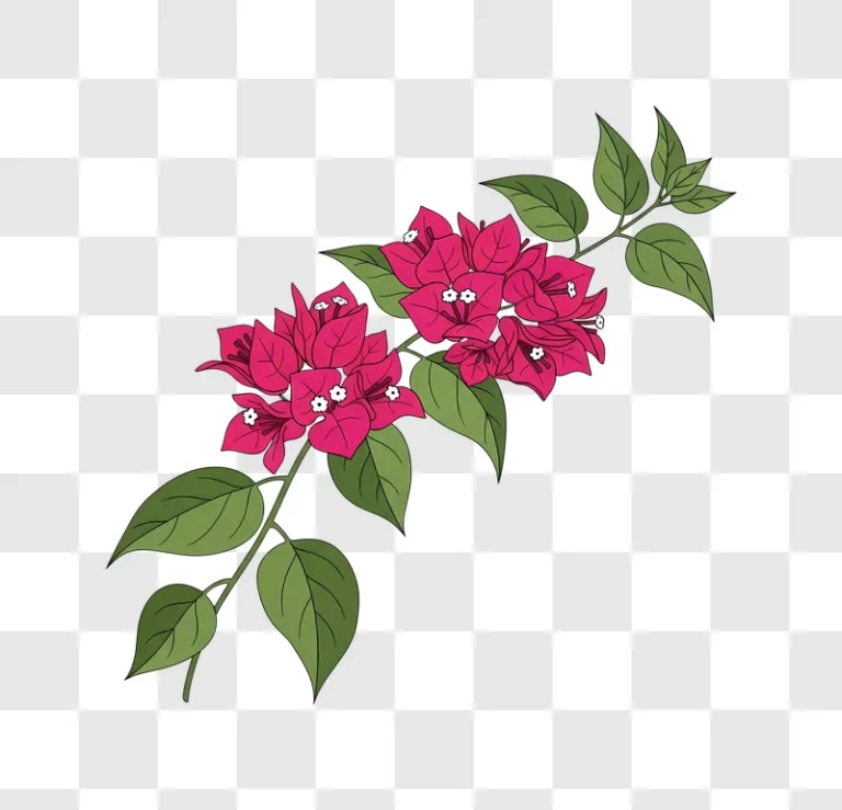 illustrated pink bougainvillea edited