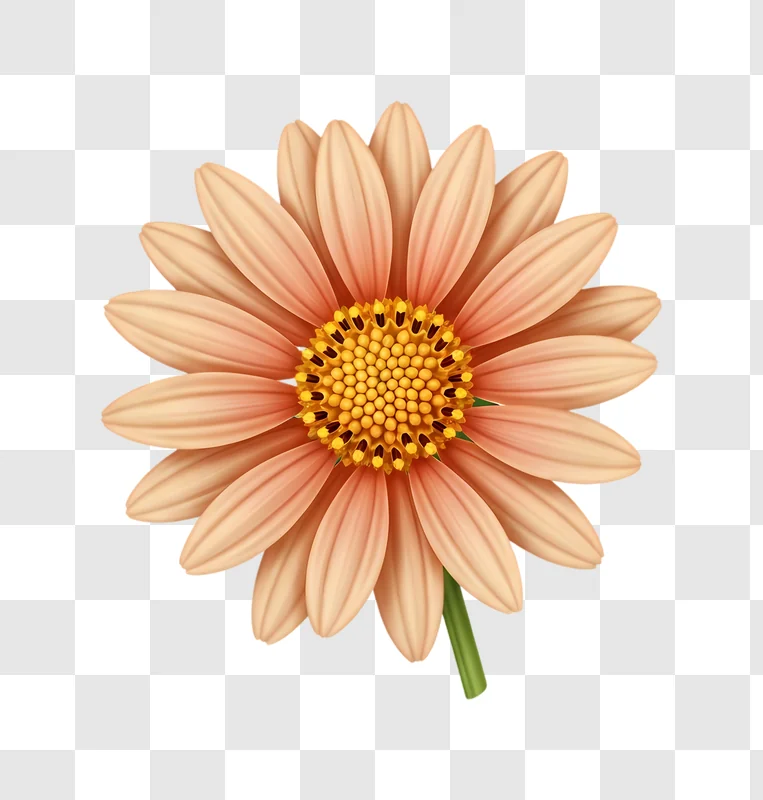 isolated peach flower with yellow center edited