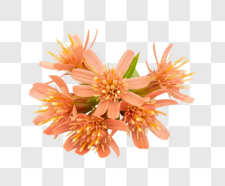 peach flowers bouquet with green leaves edited