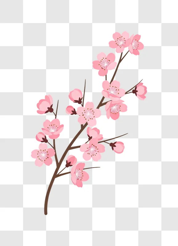 pink cherry blossoms on branch transparent background edited