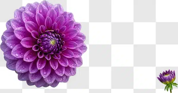 purple dahlia with dew drops edited