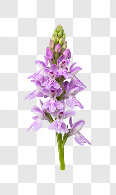 purple orchid blooms with fresh dew drops edited